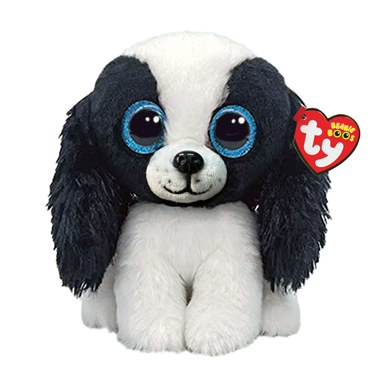 Sissy - Black and White Dog