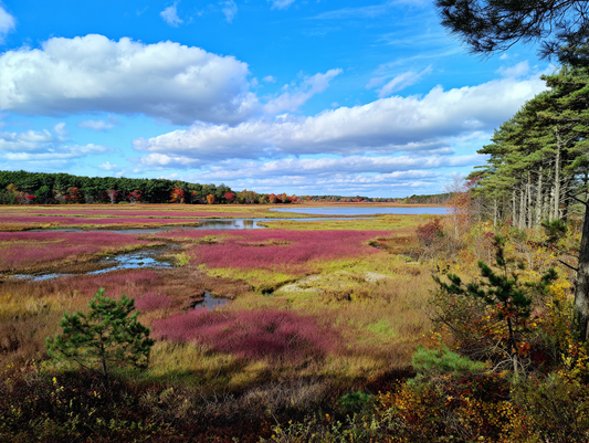 A fall day looking over Cranberry Bogs