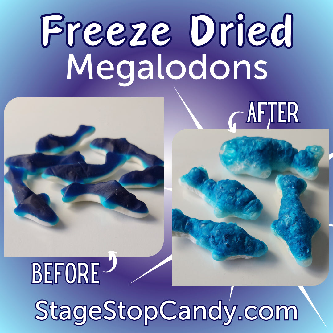 Look at the difference from regular Gummi Sharks to when we Freeze Dry our Gummie Sharks! They turn into crunchy Megalodons!